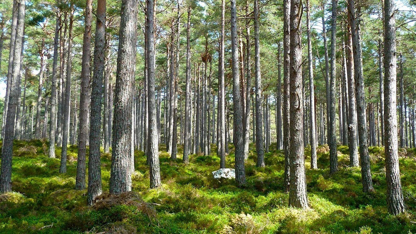 Skog