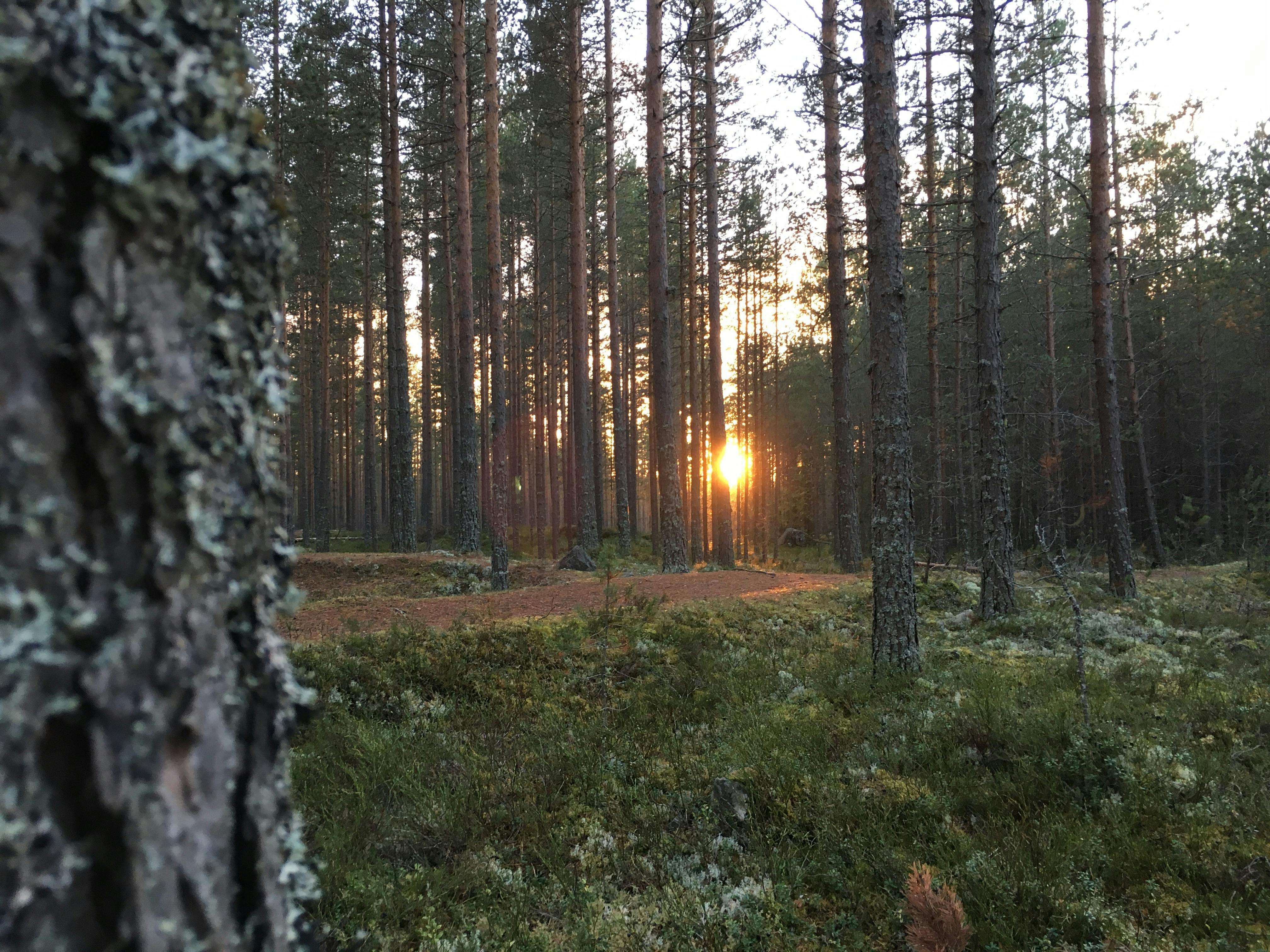 Skog
