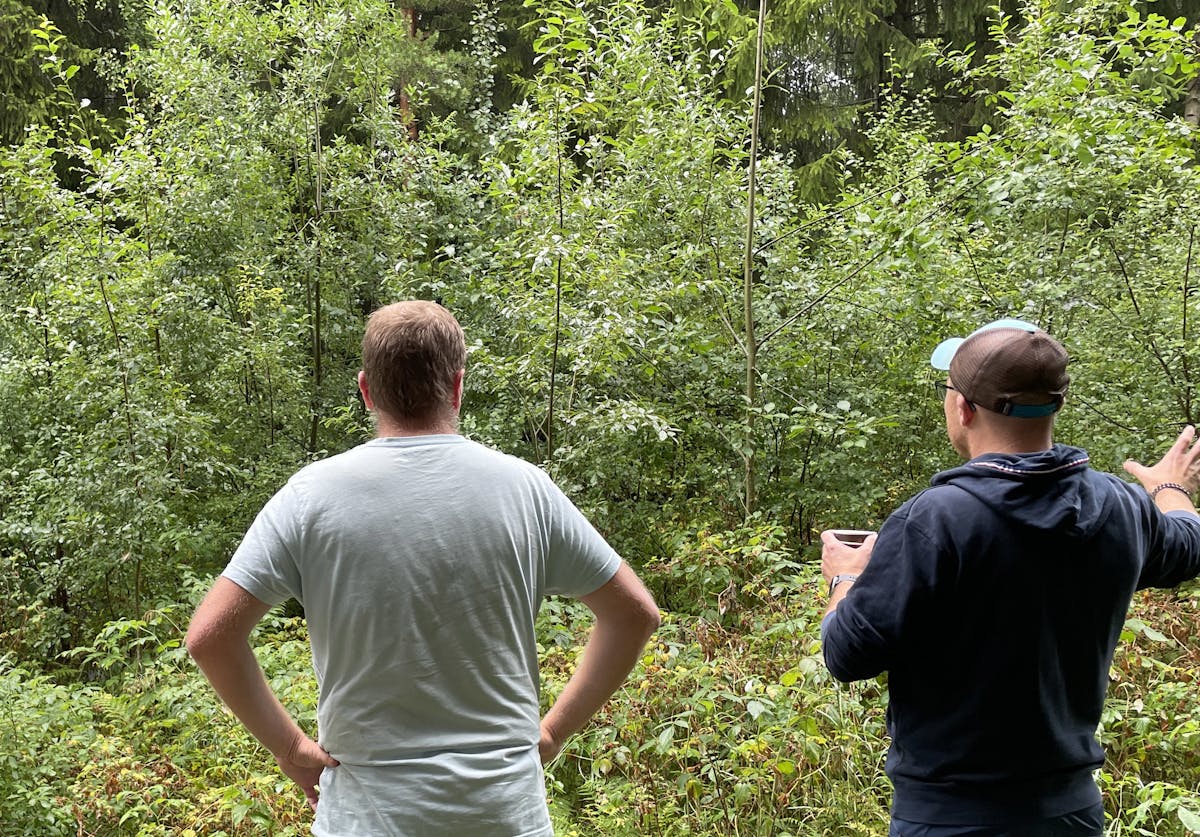 skog