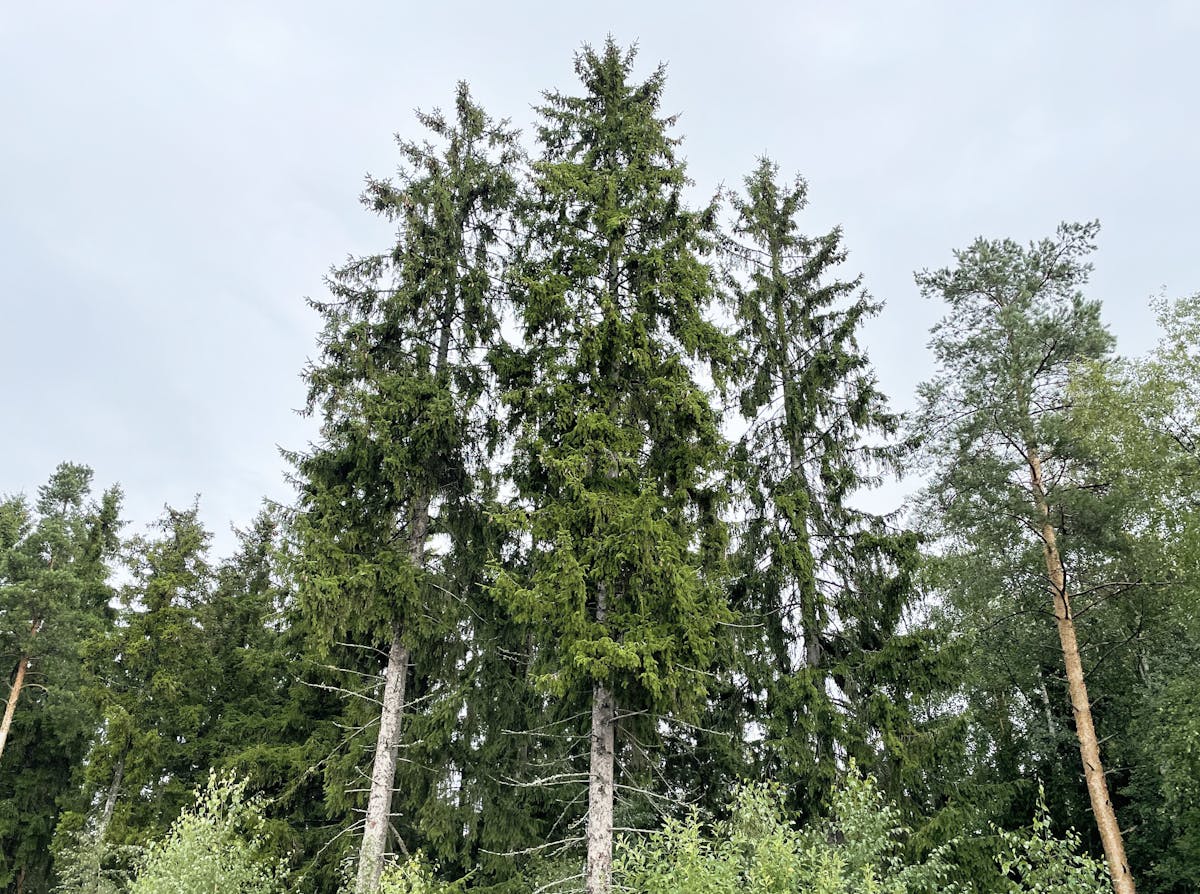 Traergamle